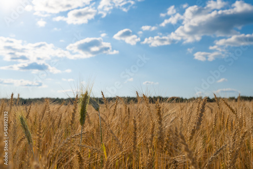 Wheat field against a blue sky with clouds