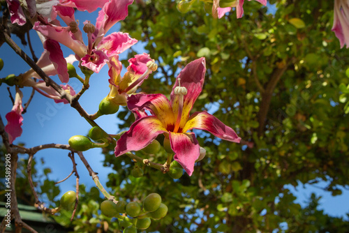 árbol y flores de Ceiba speciosa o palo borracho photo