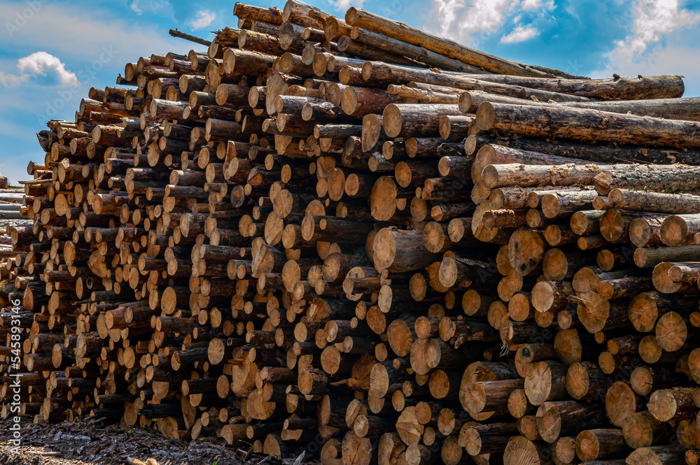 Chopped logs of a pine tree are stacked in a pile. Industrial deforestation. Timber industry. Ecological catastrophy. Cut trunks of pine trees. Environmental protection. woodworking business.
