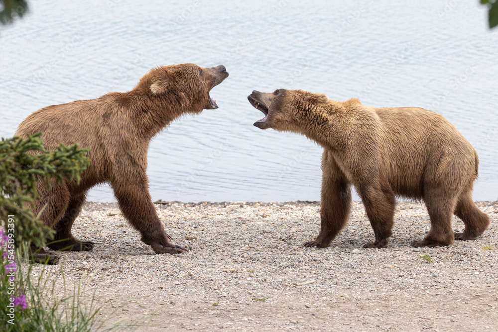 Obraz premium Wild coastal brown bears courting each other by the coast of Katmai National Park in Alaska. 