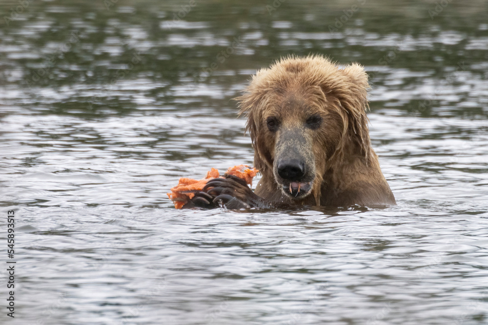 Wild coastal brown bear catching fish in the river by Brooks Falls in Katmai National Park (Alaska). Wild coastal brown bear catching fish in the river by Brooks Falls in Katmai National Park (Alaska).