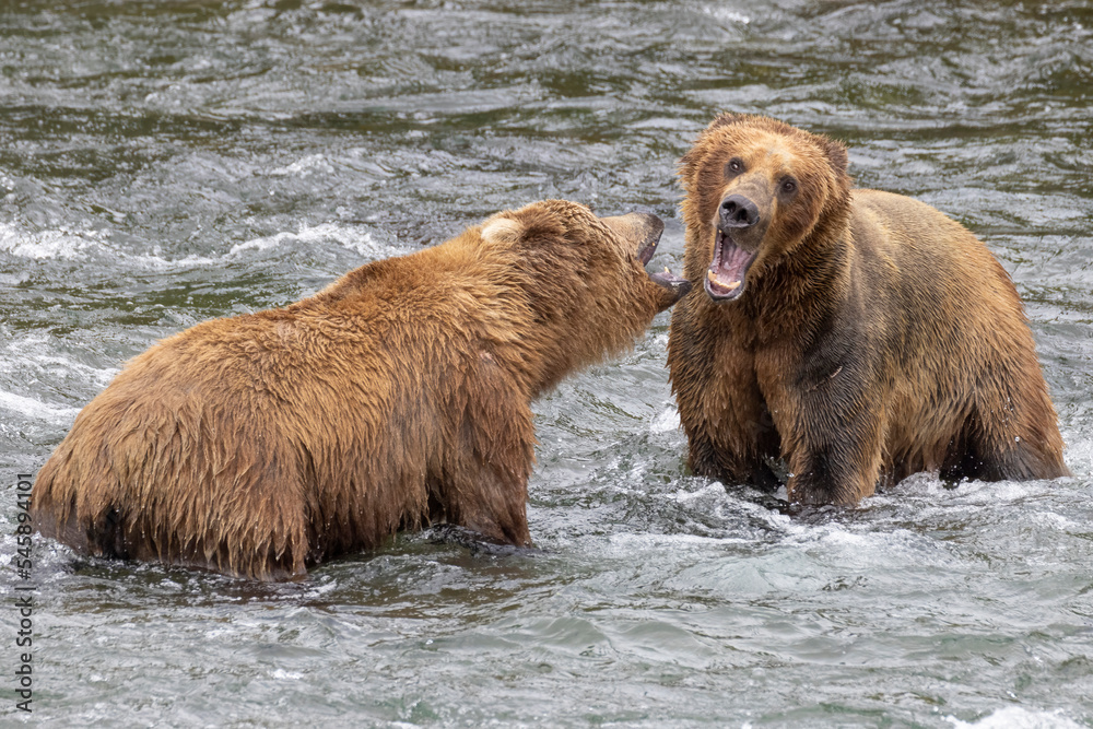 Wild coastal brown bear catching fish in the river by Brooks Falls in Katmai National Park (Alaska). Wild coastal brown bear catching fish in the river by Brooks Falls in Katmai National Park (Alaska).