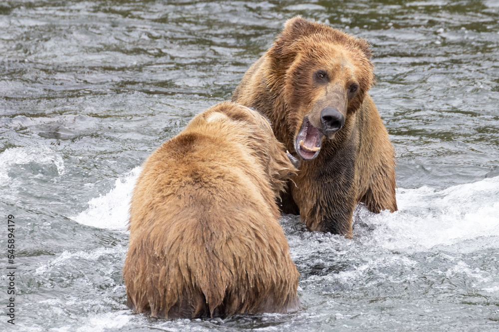 Wild coastal brown bear catching fish in the river by Brooks Falls in Katmai National Park (Alaska). Wild coastal brown bear catching fish in the river by Brooks Falls in Katmai National Park (Alaska).