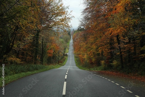 Road bordered by trees against backdrop of overcast skies in autumn