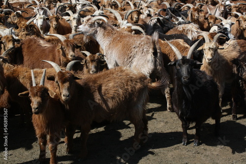 Herd of cashmere goats in the desolate steppe, Tuv province, Mongolia. The Mongolian cashmere goats produce some best quality wool for clothing. The goats are typical for the nomadic land of Mongolia.