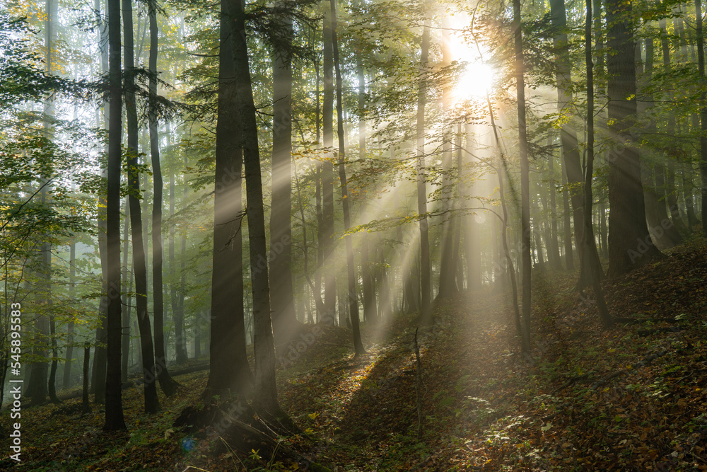 las o świcie, sunrise in the forest