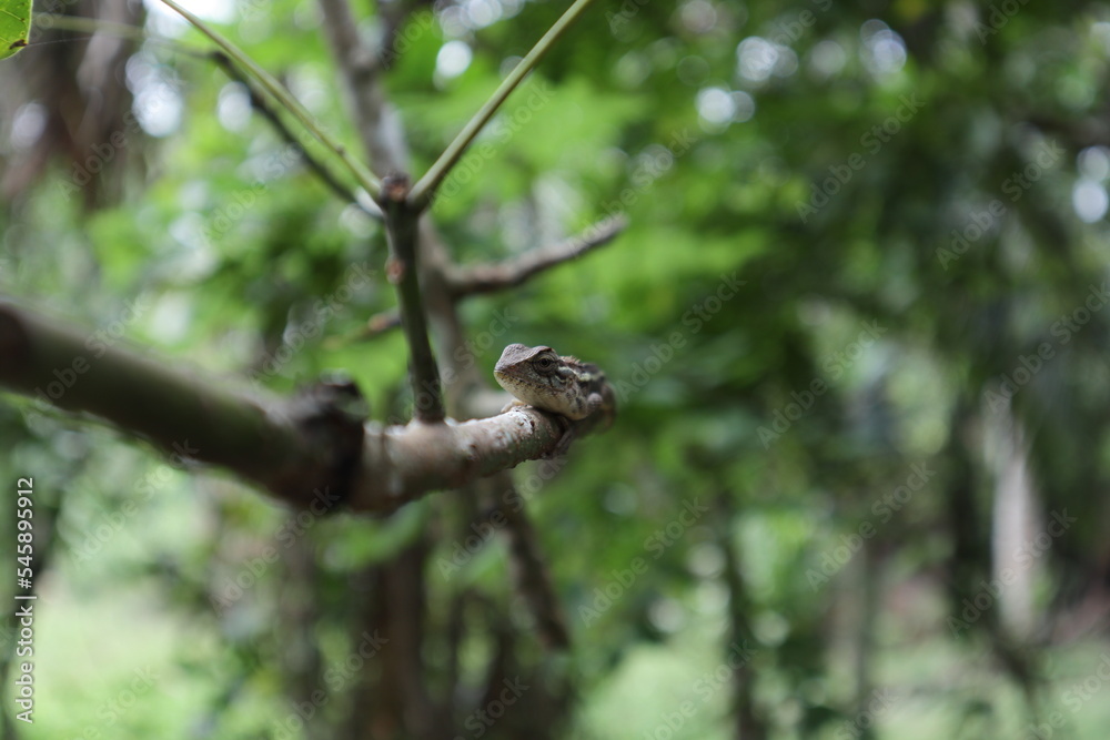 Face of a female oriental garden lizard which is laying on top of a small rubber stem Face of a female oriental garden lizard which is laying on top of a small rubber stem