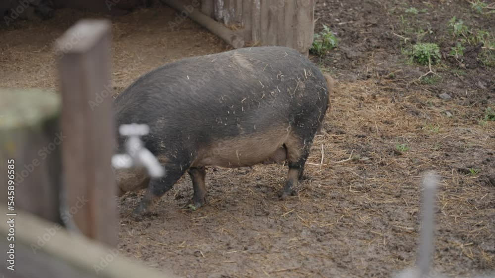 Big and heavy sow adult female pig walking in muddy ground in swine farm Big and heavy sow adult female pig walking in muddy ground in swine farm