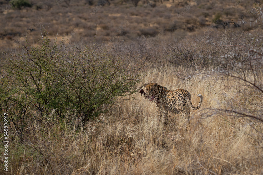 a leopard searching for prey in the grasslands of Namibia's Kalahari Desert