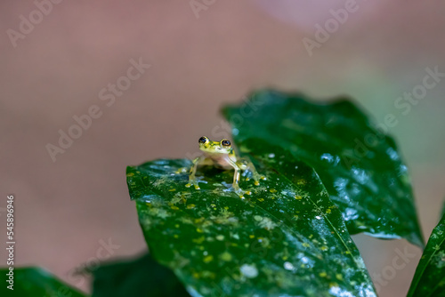 Reticulated Glass Frog - Hyalinobatrachium valerioi, beautiful small green and yellow frog from Central America forests, Costa Rica. photo