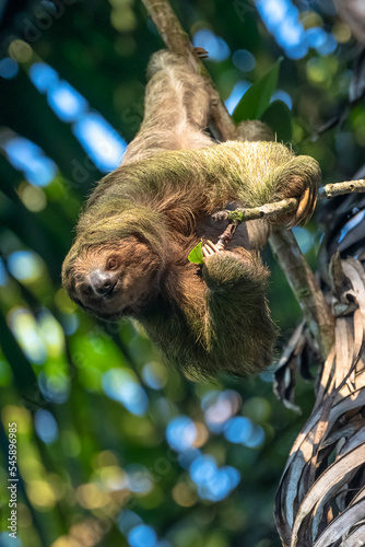 A sloth smiling at the camera while hanging in the Costa Rican jungle. Really cute sloth looking directly to camera while is smiling. photo