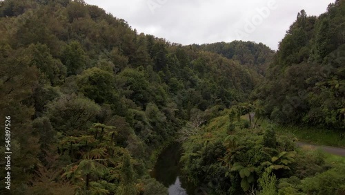 Aerial ascending dolly-in within a lush, dense rainforest with palm trees in Manawatu-Whanganui, New Zealand photo