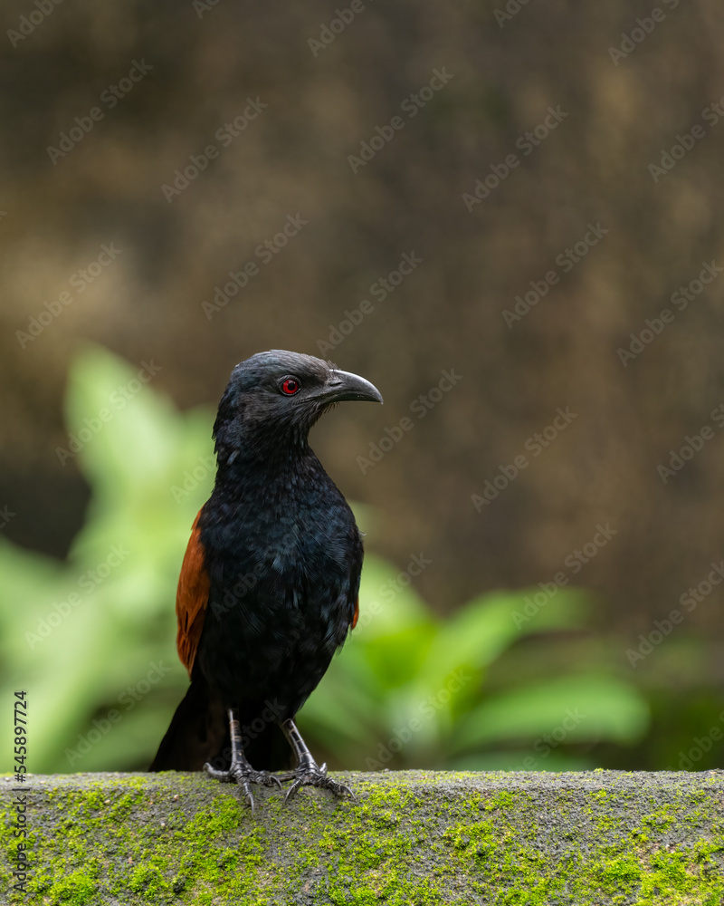 custom made wallpaper toronto digitalGreater coucal perched on a wall