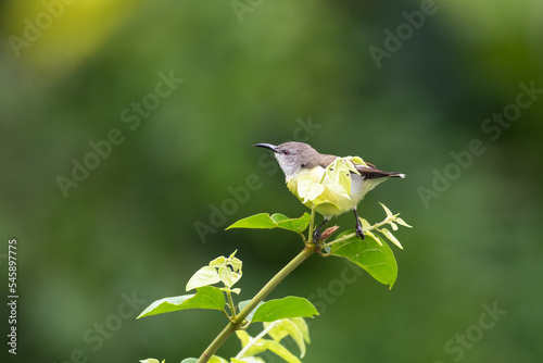 Female Purple-rumped sunbird perched on a plant photo