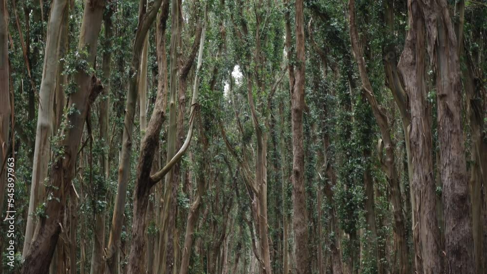 A shot of trees in Presidio which is located in San Francisco, California in the United States of America. A shot of trees in Presidio which is located in San Francisco, California in the United States of America.