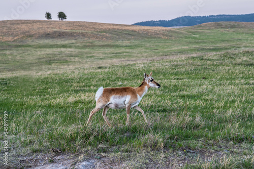 Pronghorn in the field of Custer State Park, Utah
