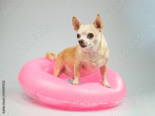 cute brown short hair chihuahua dog  standing  in pink  swimming ring, looking back at copy space,  isolated on white background.