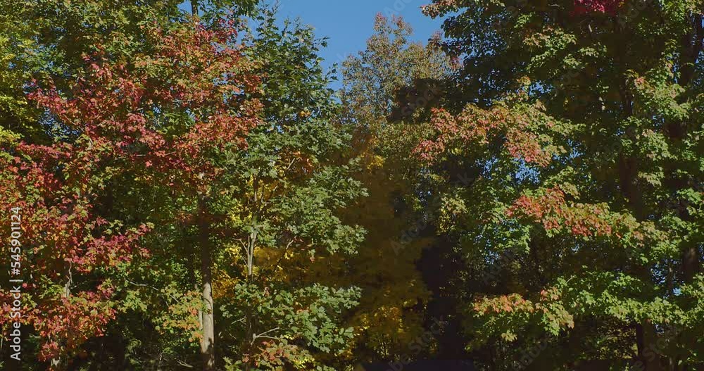 A small shed sits within colorful trees and leaves, in early autumn, as the camera tils to a clear blue sky.