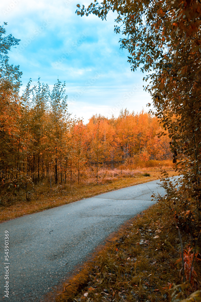 Asphalt road for running along the autumn forest