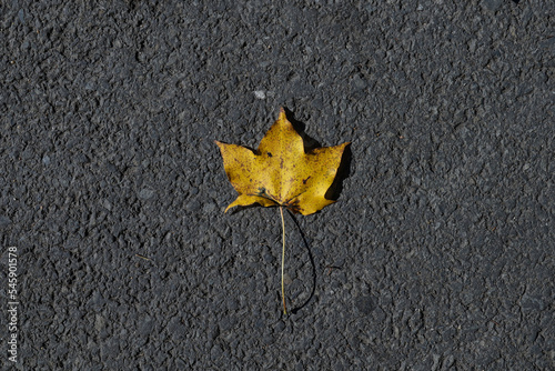 On the dark asphalt lies a bright maple leaf. Yellow leaf on a dark background. On the gray asphalt lies a yellow fallen sheet.
