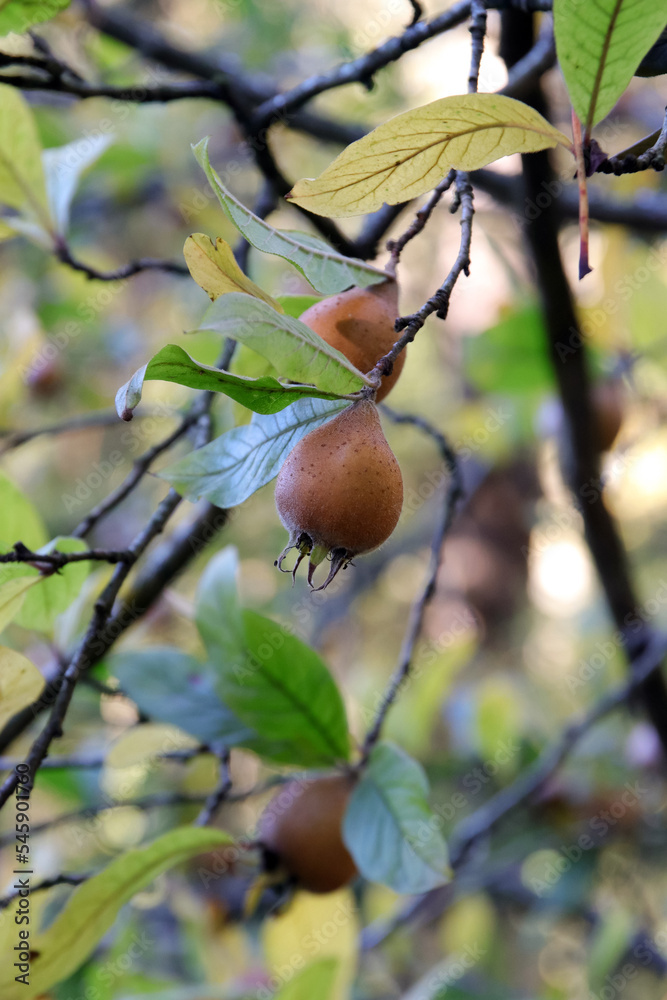Obraz premium mispeln am baum