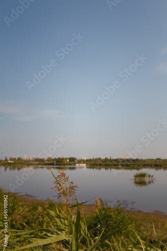 Green golden reeds on lake shore, water surface and blue sky background in sunset light. Nature landscape