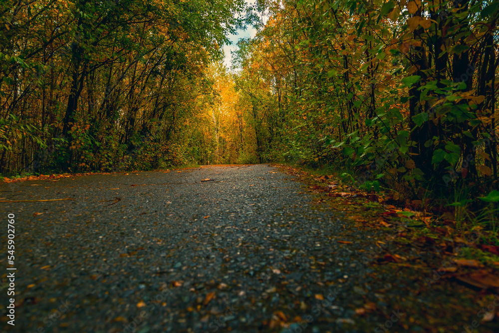 Asphalt road for running along the autumn forest