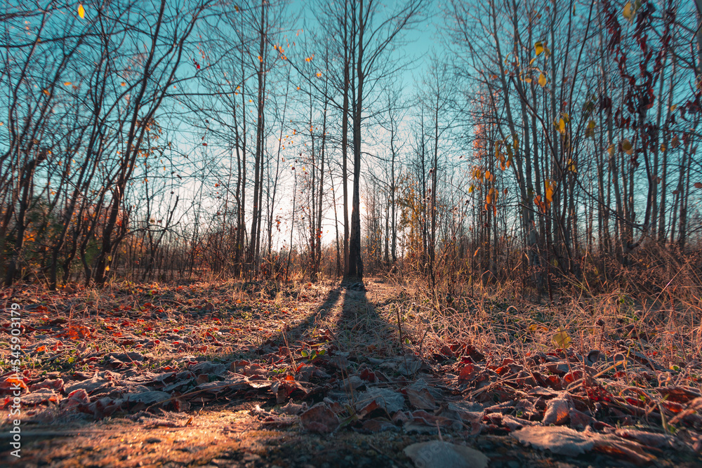 Dawn in September in the autumn forest Dawn in September in the autumn forest