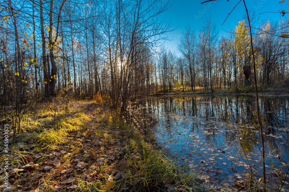Small lake overgrown with shrubs and grass before frost