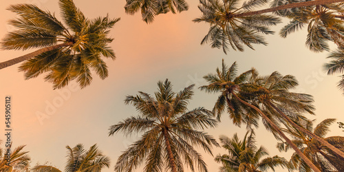 Copy space of tropical palm tree with sunset light on twilight sky background. Peaceful nature pattern, panoramic view, idyllic leaves warm tones. Silhouette palm trees sunrise sky. Fantastic beach