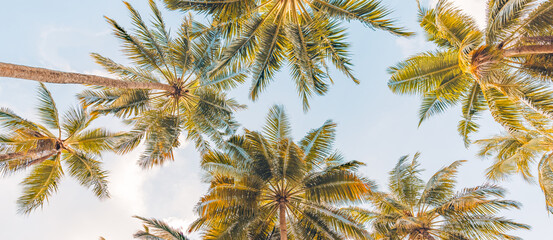 Summer beach background palm trees against blue sky banner panorama, travel destination. Tropical beach background with palm trees silhouette at sunset. Vintage effect. Meditation peaceful nature view