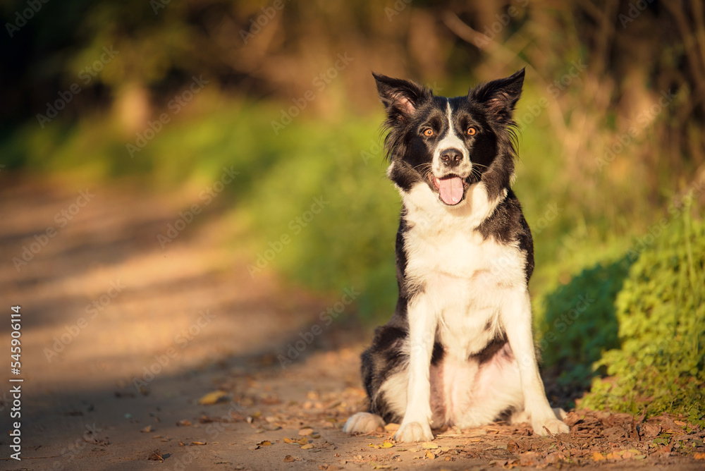 Border collie dog in the green