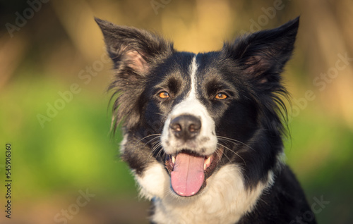 Closeut photo of a border collie dog head © SasaStock