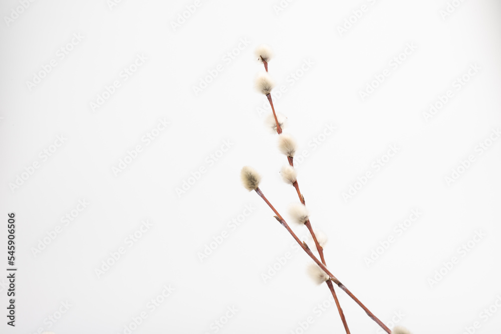 Willow branch with furry willow-catkins isolate on a lighte background. Spring concept, Palm Sunday concept. Willow branch with furry willow-catkins isolate on a lighte background. Spring concept, Palm Sunday concept.