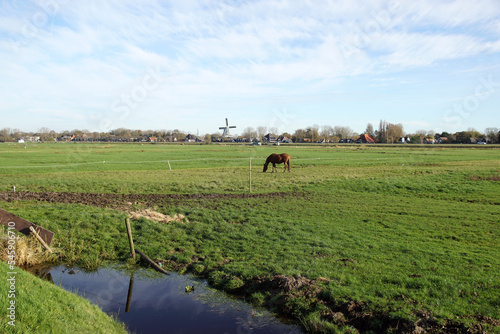 Pasturelandscape. Horse in the meadow the North Holland village of Koedijk with a windmill on the horizon. Autumn, November, Netherlands