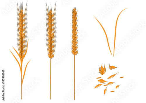 vector of wheet ear and wheet grains