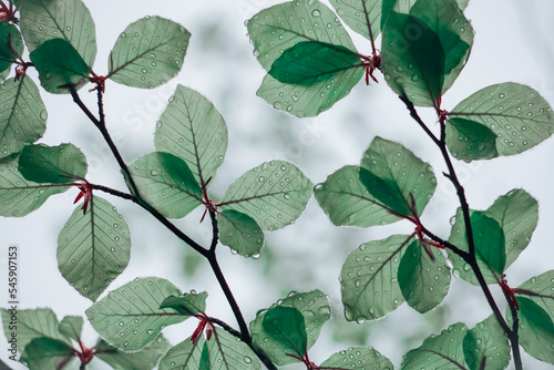 green tree leaves in springtime in rainy days