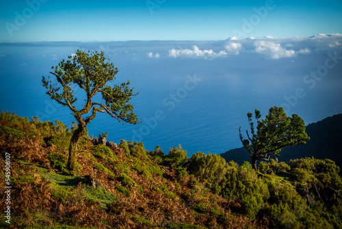 laurel forests fanal madeira