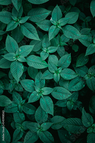 green plant leaves in springtime, green background © Ismael