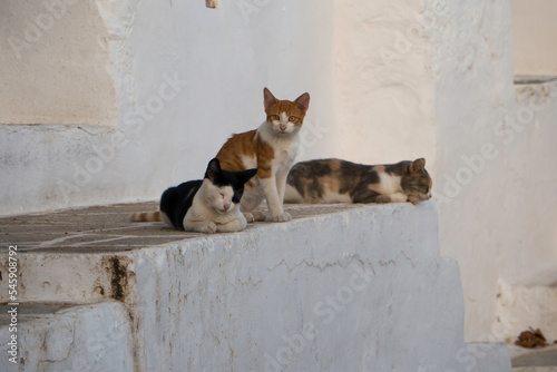 Bande de chats sur Sifnos - Ile des Cyclades © VB - Lorni Torynk