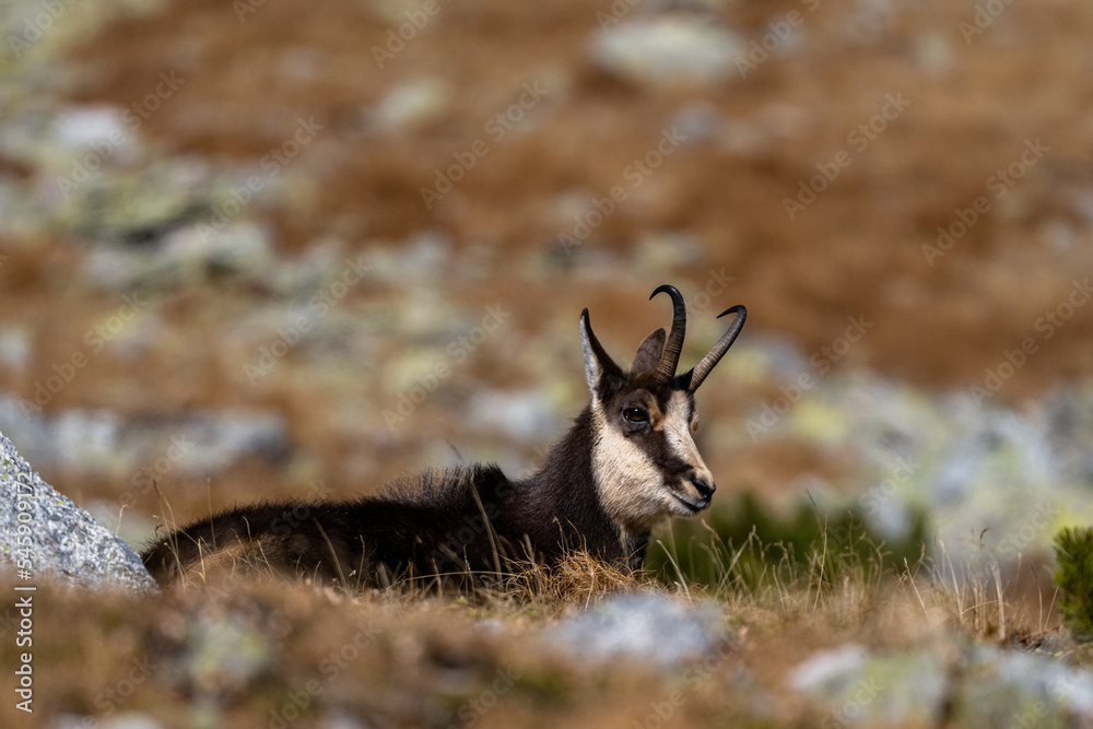 Obraz premium Tatra chamois, Rupicapra rupicapra tatrica, Tatra National Park, Slovakia.