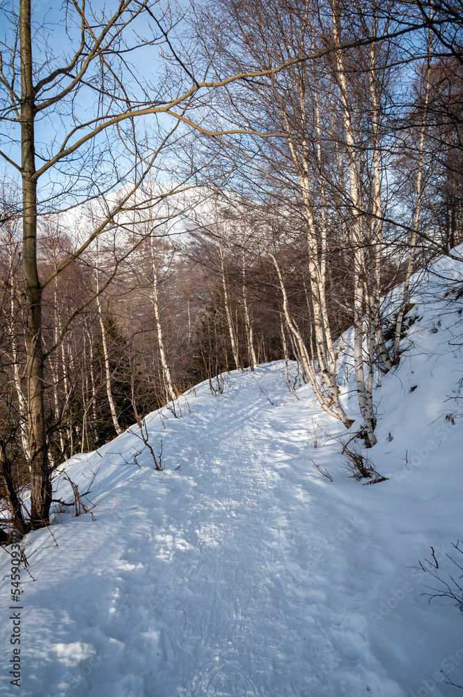 hiking trail through snowy forest with snow, trail for your winter or snowshoe hike in the alps, France hiking trail through snowy forest with snow, trail for your winter or snowshoe hike in the alps, France