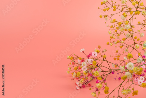 Colorful gypsophila twigs. Delicate graceful twigs with flowers on pink background.