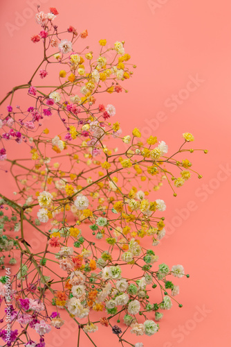 Colorful gypsophila twigs. Delicate graceful twigs with flowers on pink background.