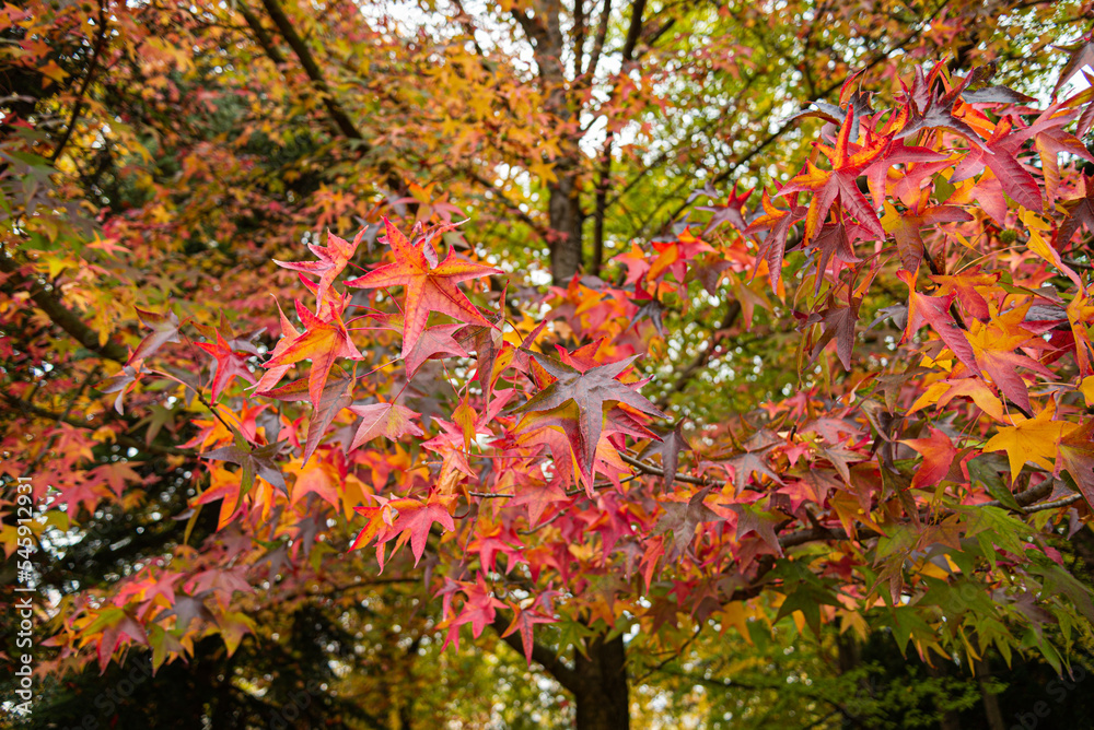 American storax tree on Margaret Island American storax tree on Margaret Island