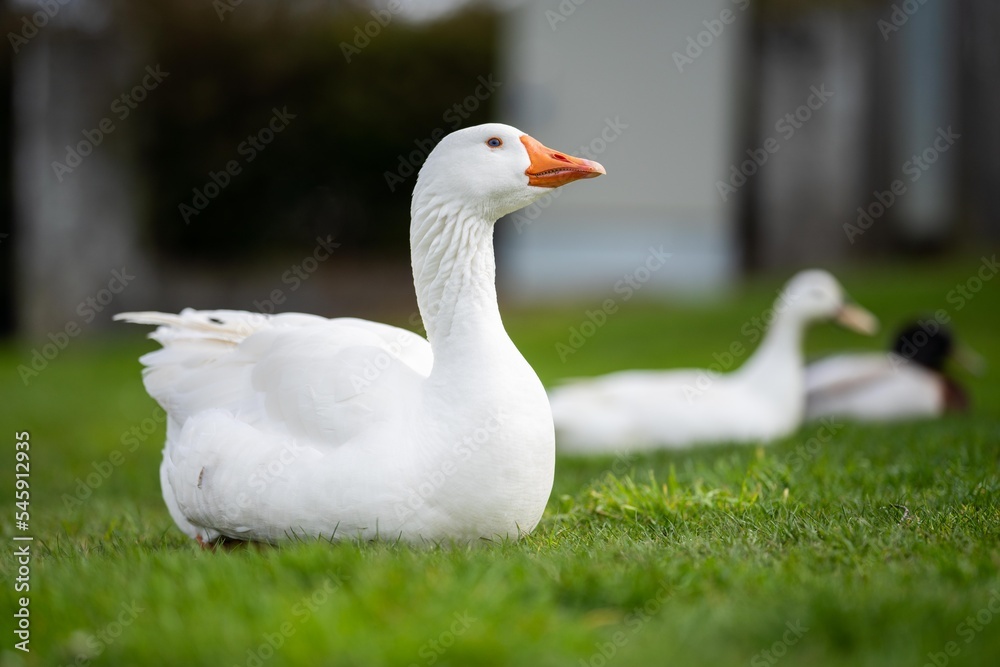 ducks and geese sleeping on a lake in spring ducks and geese sleeping on a lake in spring