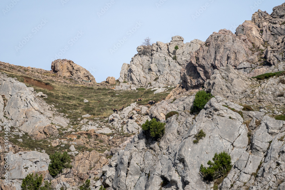 Beautiful landscape of a rocky mountain with a group of mountain goats grazing in the Anciles valley, Leon, Spain