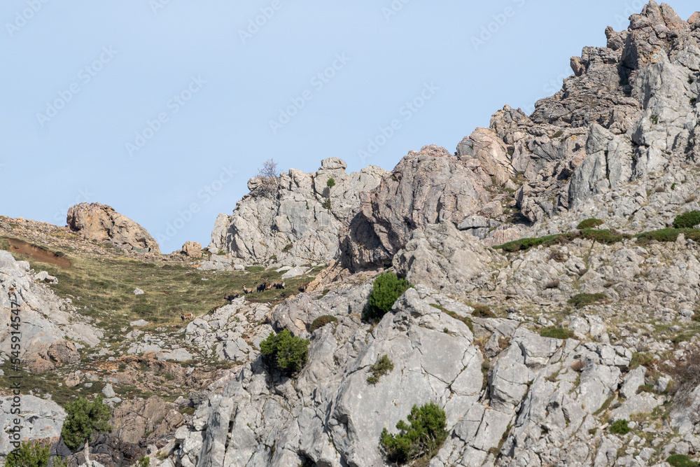 Fototapeta premium Beautiful landscape of the top of a rocky mountain with a group of mountain goats grazing in the Anciles valley, Leon, Spain