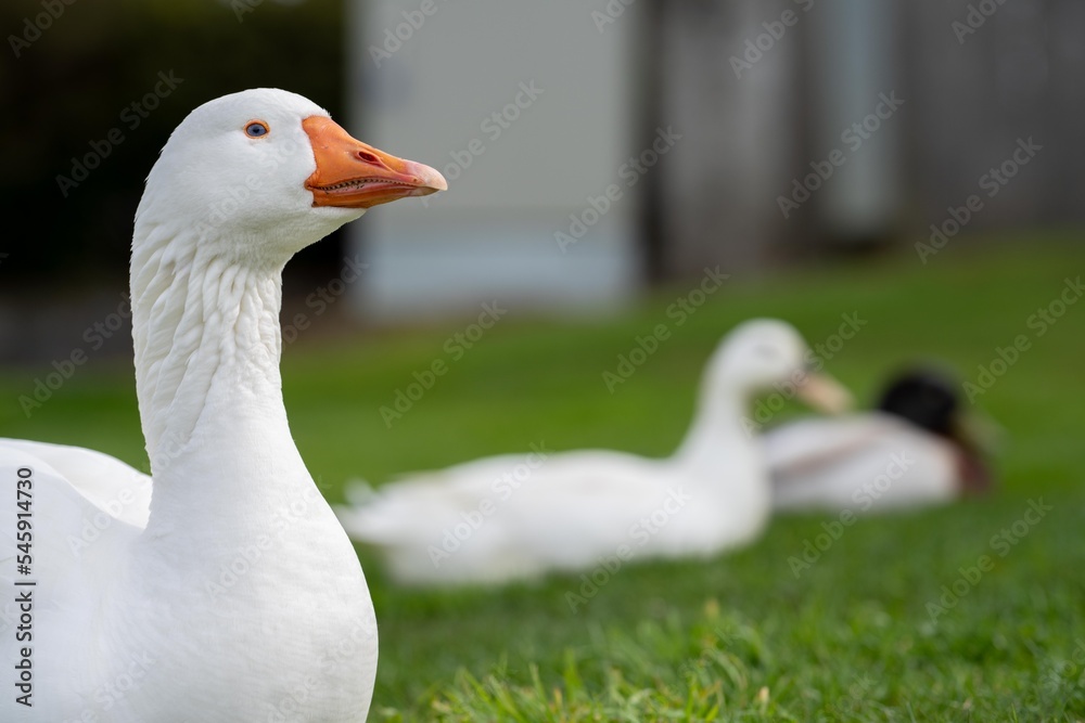 ducks and geese sleeping on a lake in spring