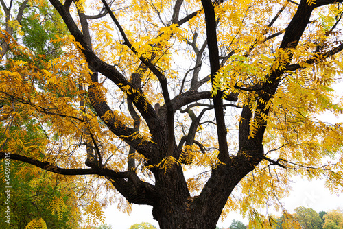 Eastern black walnut tree on Margaret Island